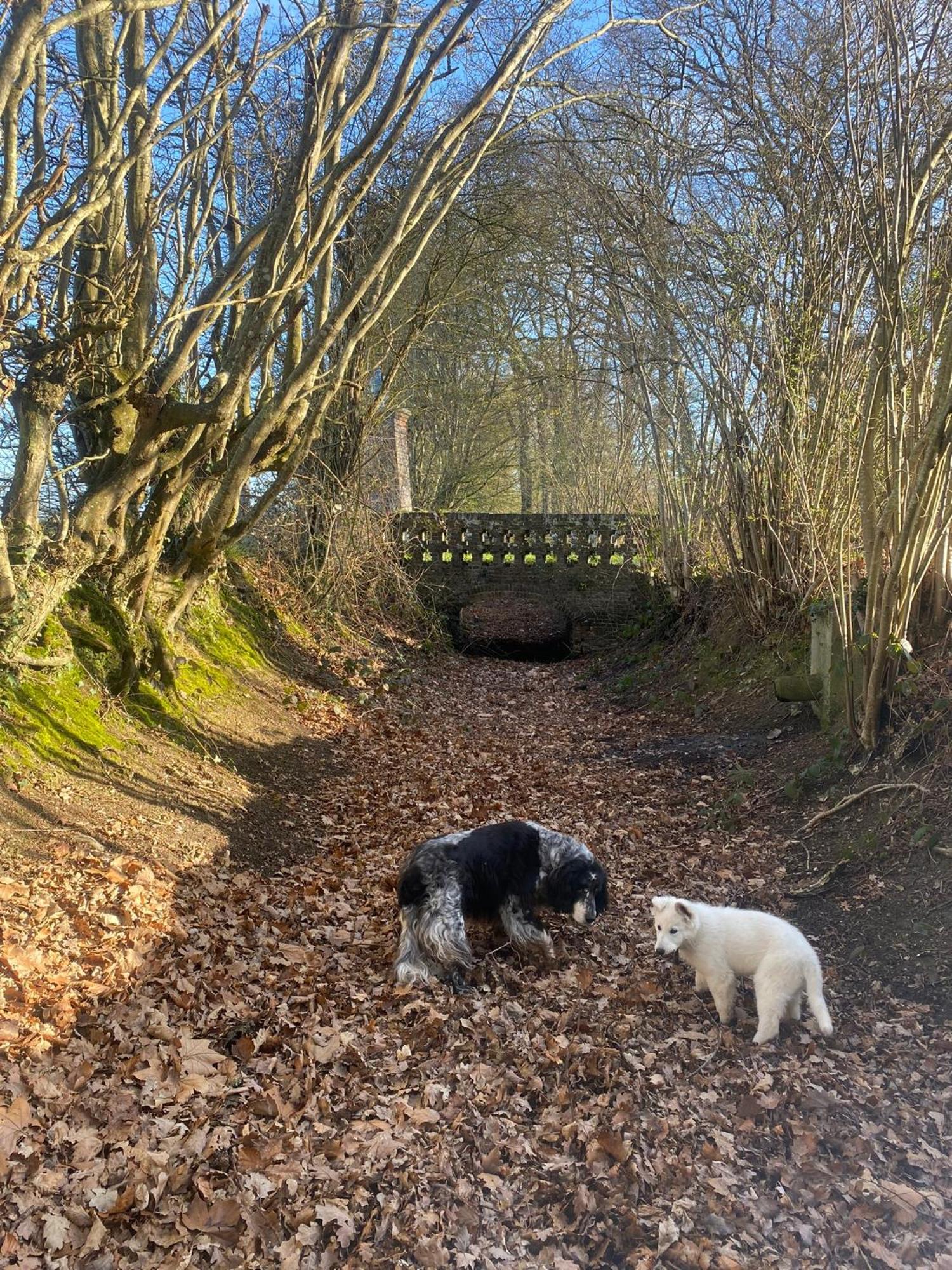 Le Rucher Bois-Normand-près-Lyre Extérieur photo